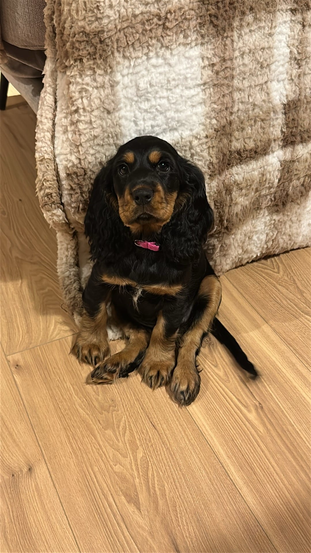 Szkolenie psów Katowice i nauka dobrych nawyków - szczeniak cocker spaniel