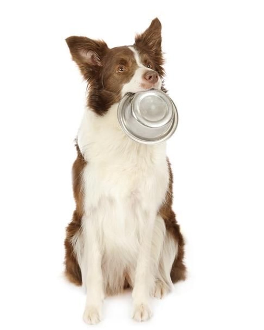 Trening posłuszeństwa dla psa w Katowicach - border collie na zajęciach grupowych