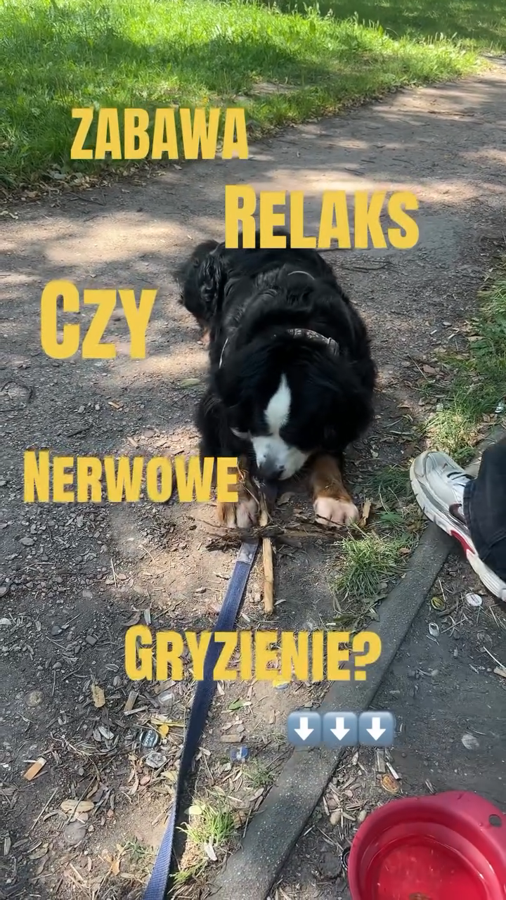 Zabawa, relaks czy nerwowe gryzienie