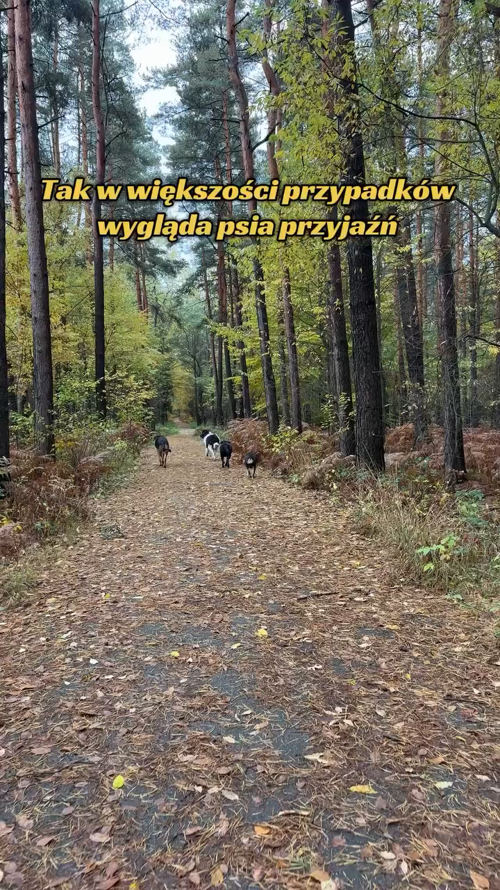 Jak w większości przypadków wygląda psia przyjaźń