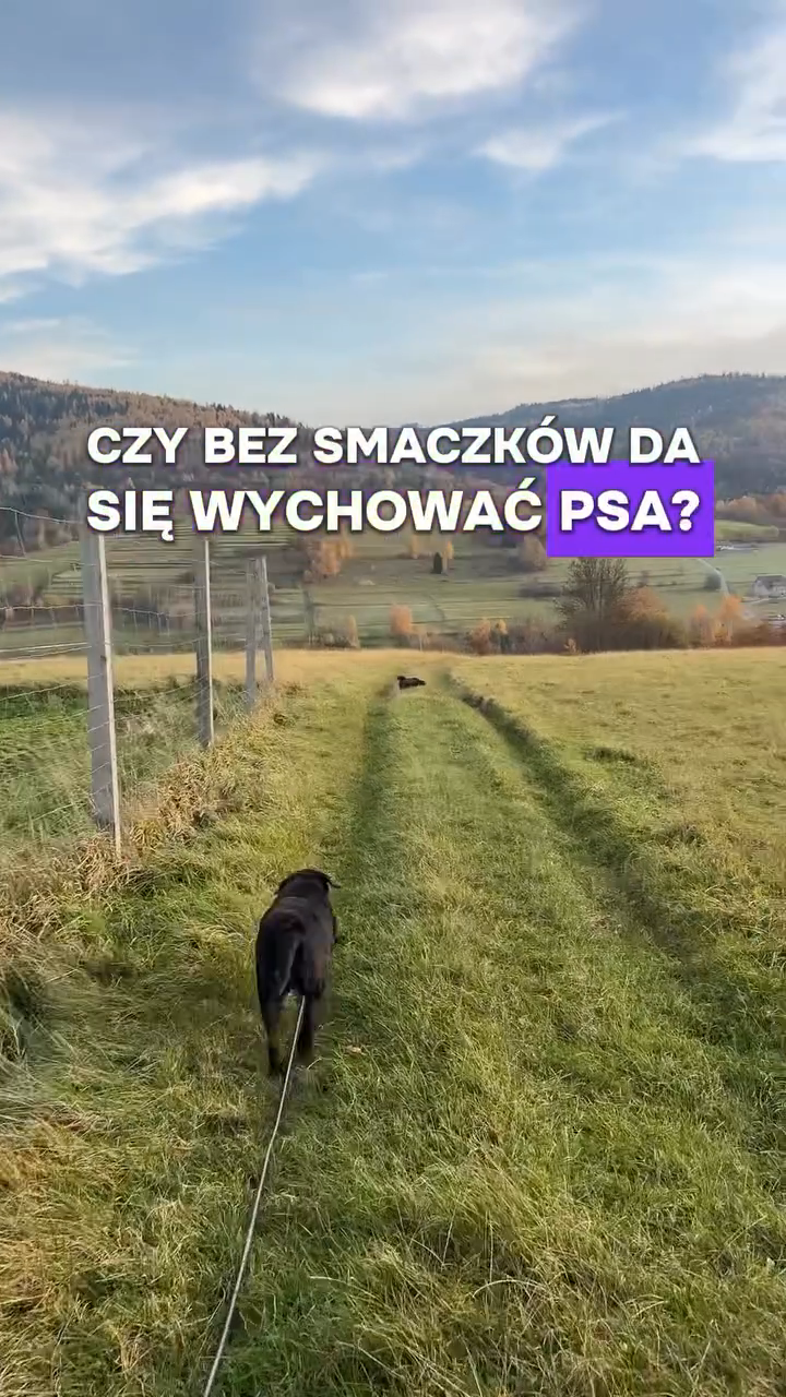 Czy bez smaczków można wychować psa